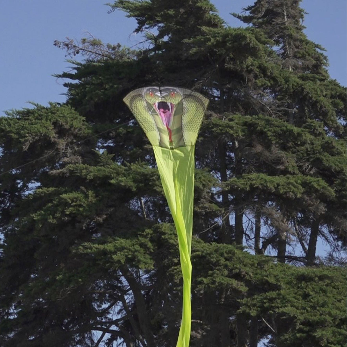 windnsun rainforest kingcobra nylon kite flying