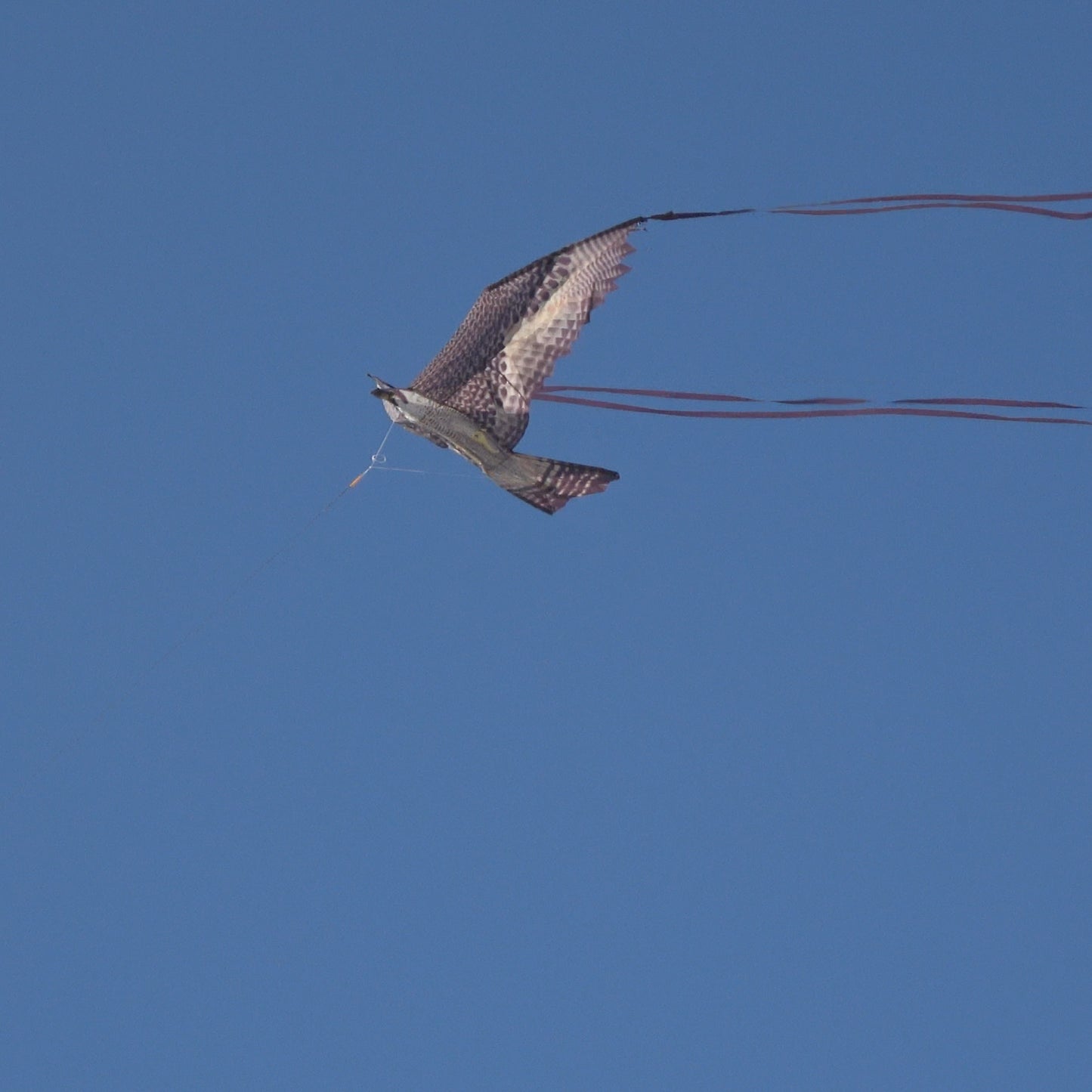 A photo of the X Kites Birds of Prey Falcon Nylon Bird Kite flying from the side