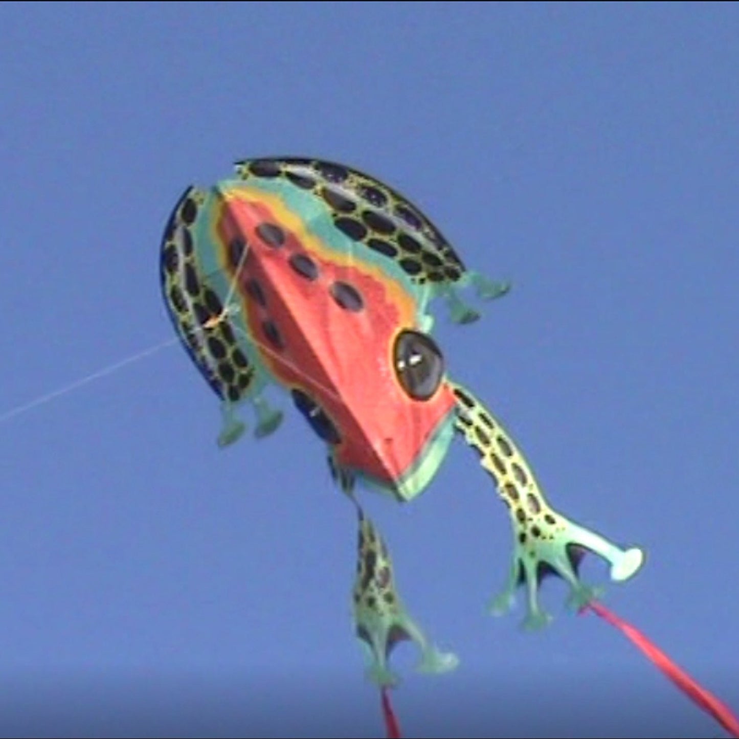 windnsun rainforest dartfrog nylon kite flying