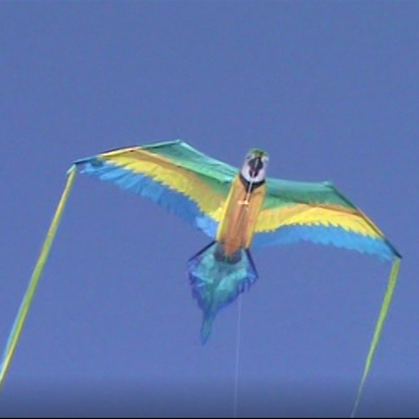 windnsun rainforest macaw nylon kite flying