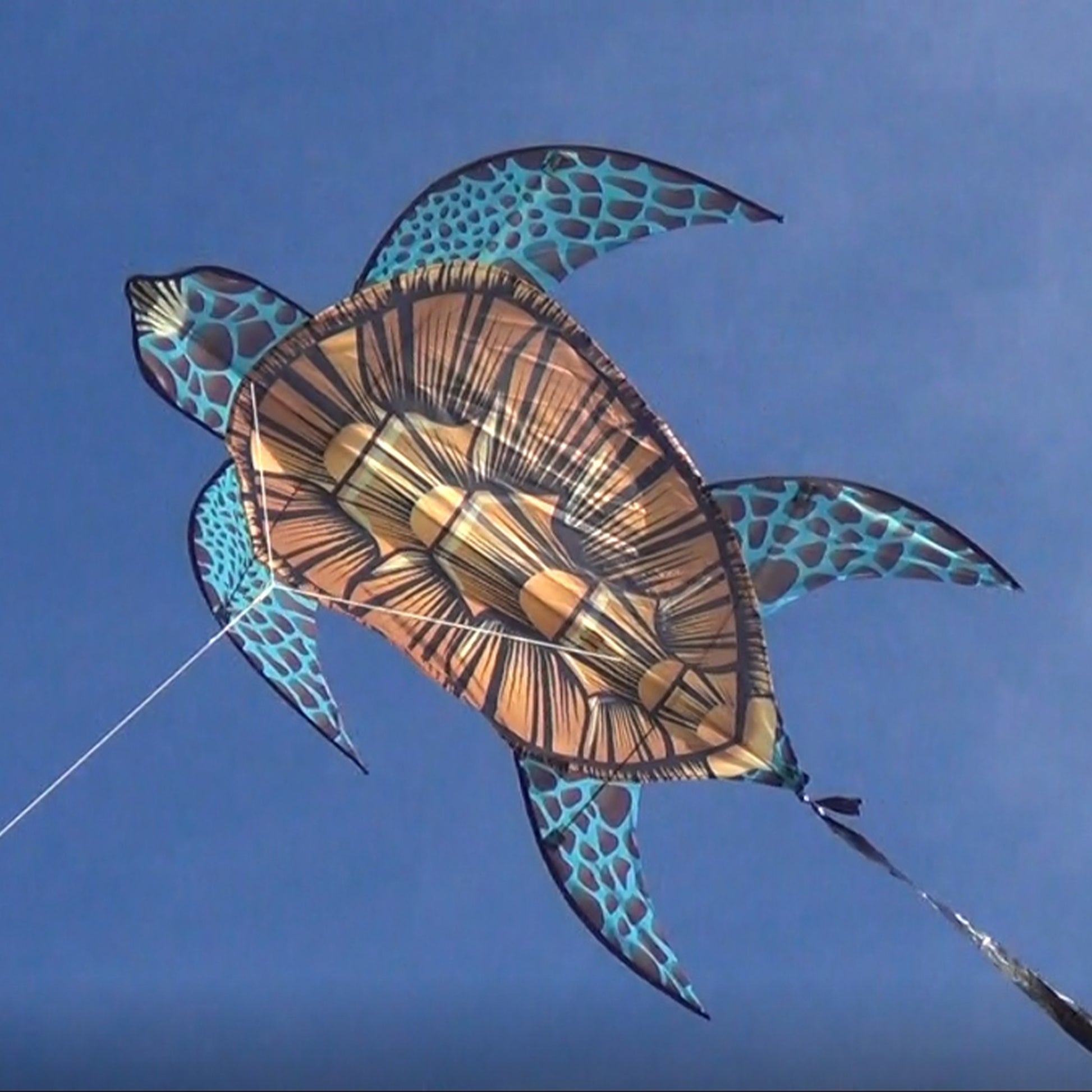windnsun sealife seaturtle nylon kite flying