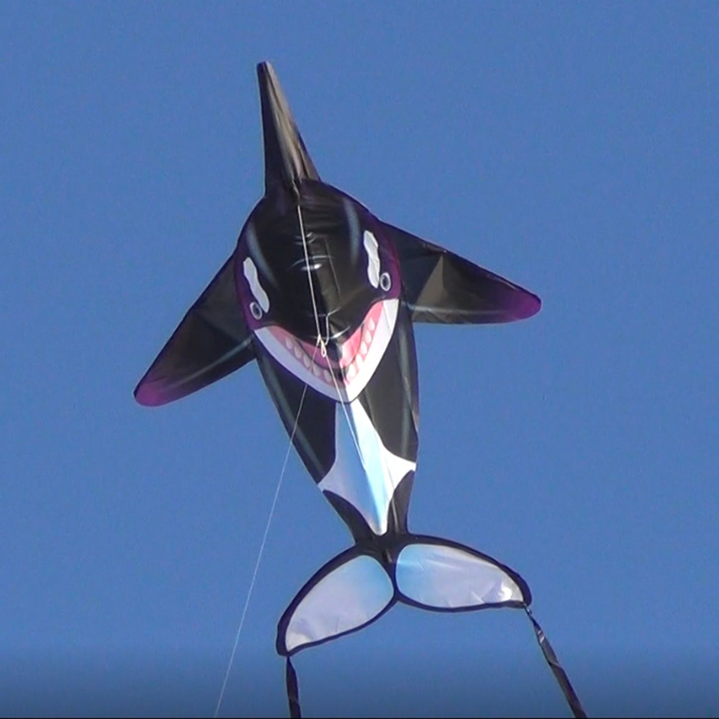 windnsun sealife orca nylon kite flying
