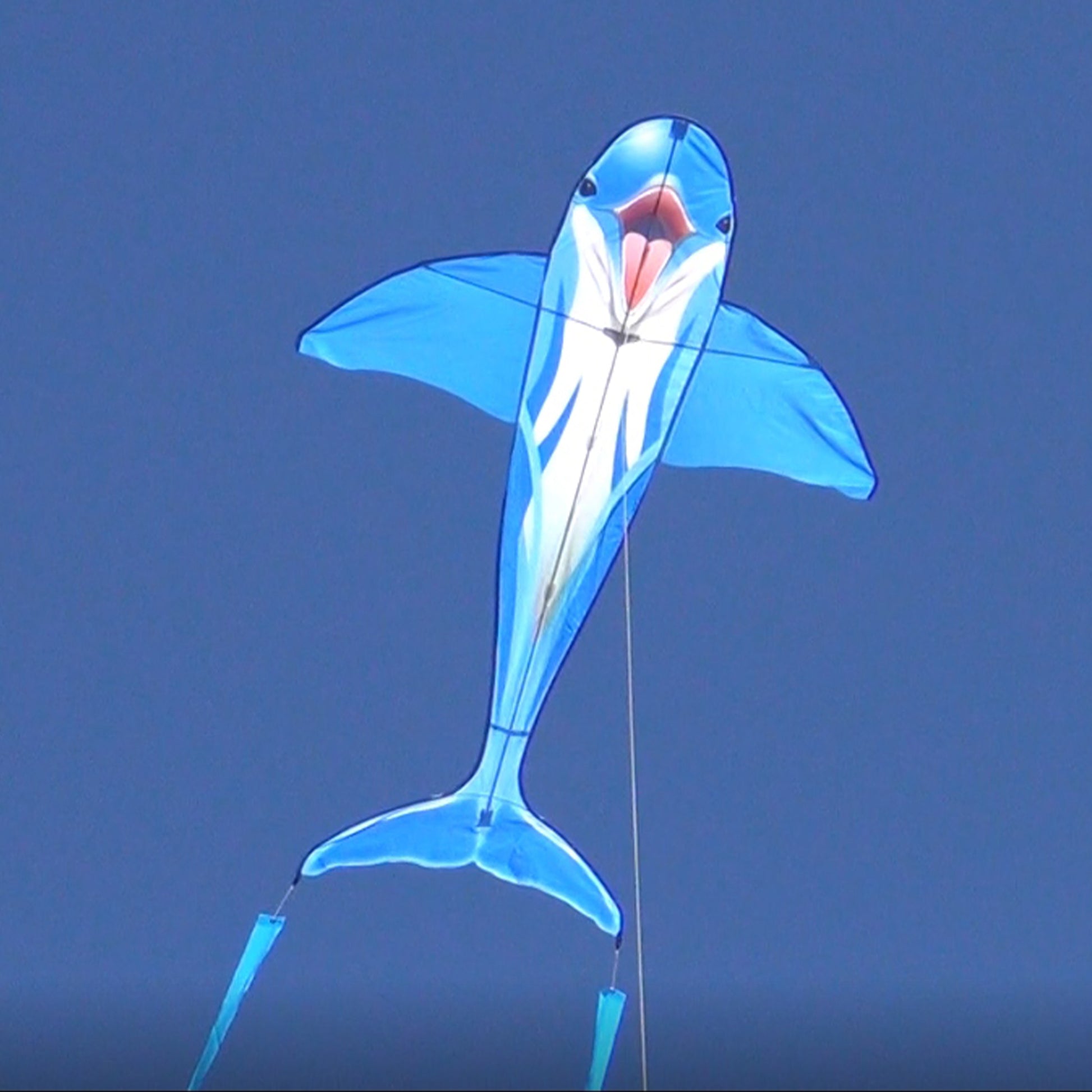 windnsun sealife dolphin nylon kite flying