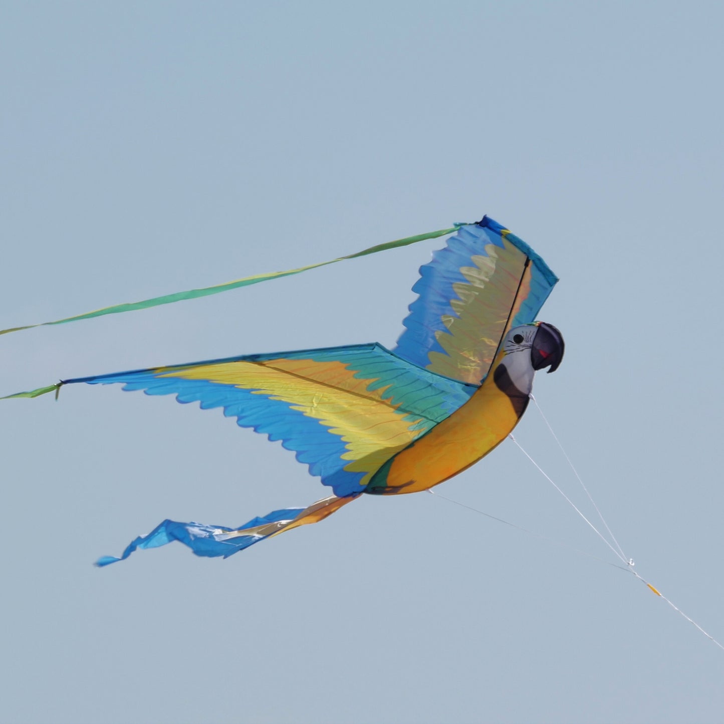 windnsun supersize 3d blue macaw nylon kite flying