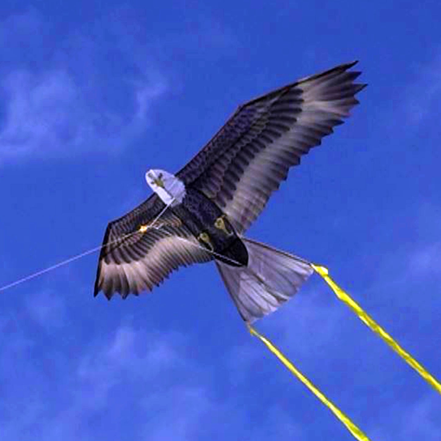 windnsun supersize 2d eagle nylon kite flying