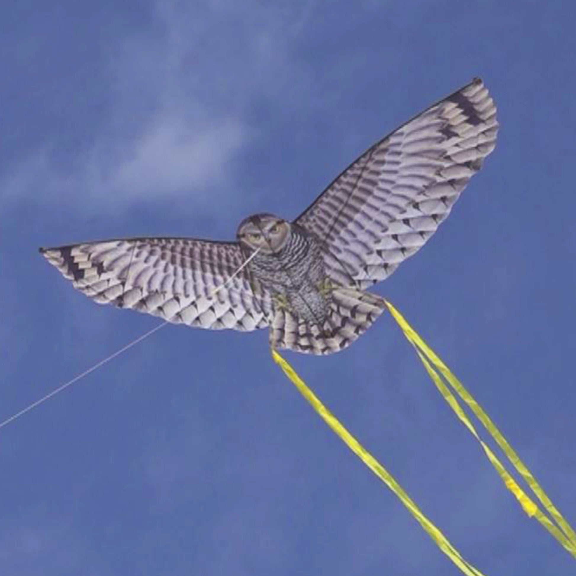 windnsun supersize 2d owl nylon kite flying