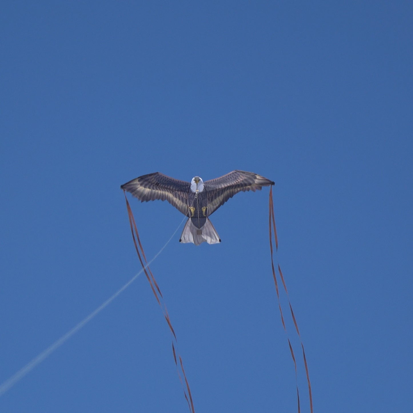A photo of the X Kites Birds of Prey Falcon Nylon Bird Kite flying from the front