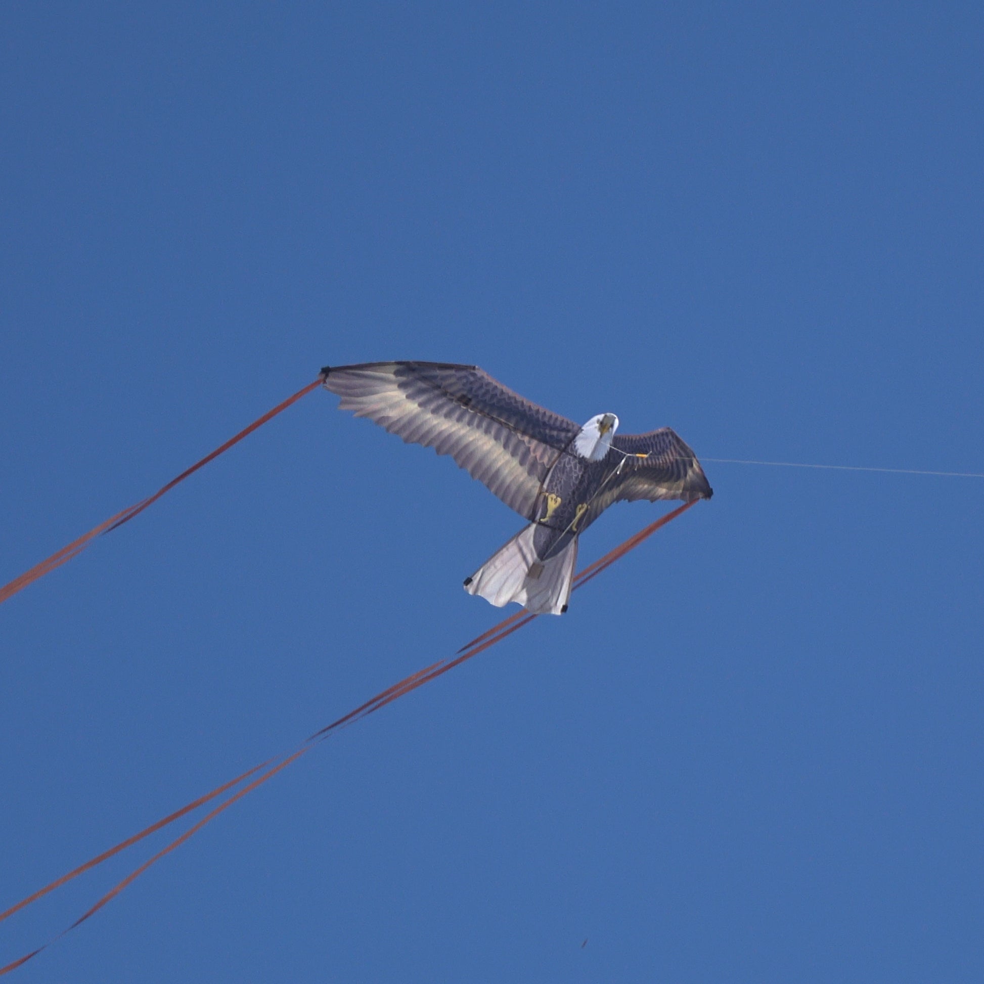 A photo of the X Kites Birds of Prey Falcon Nylon Bird Kite flying from the side