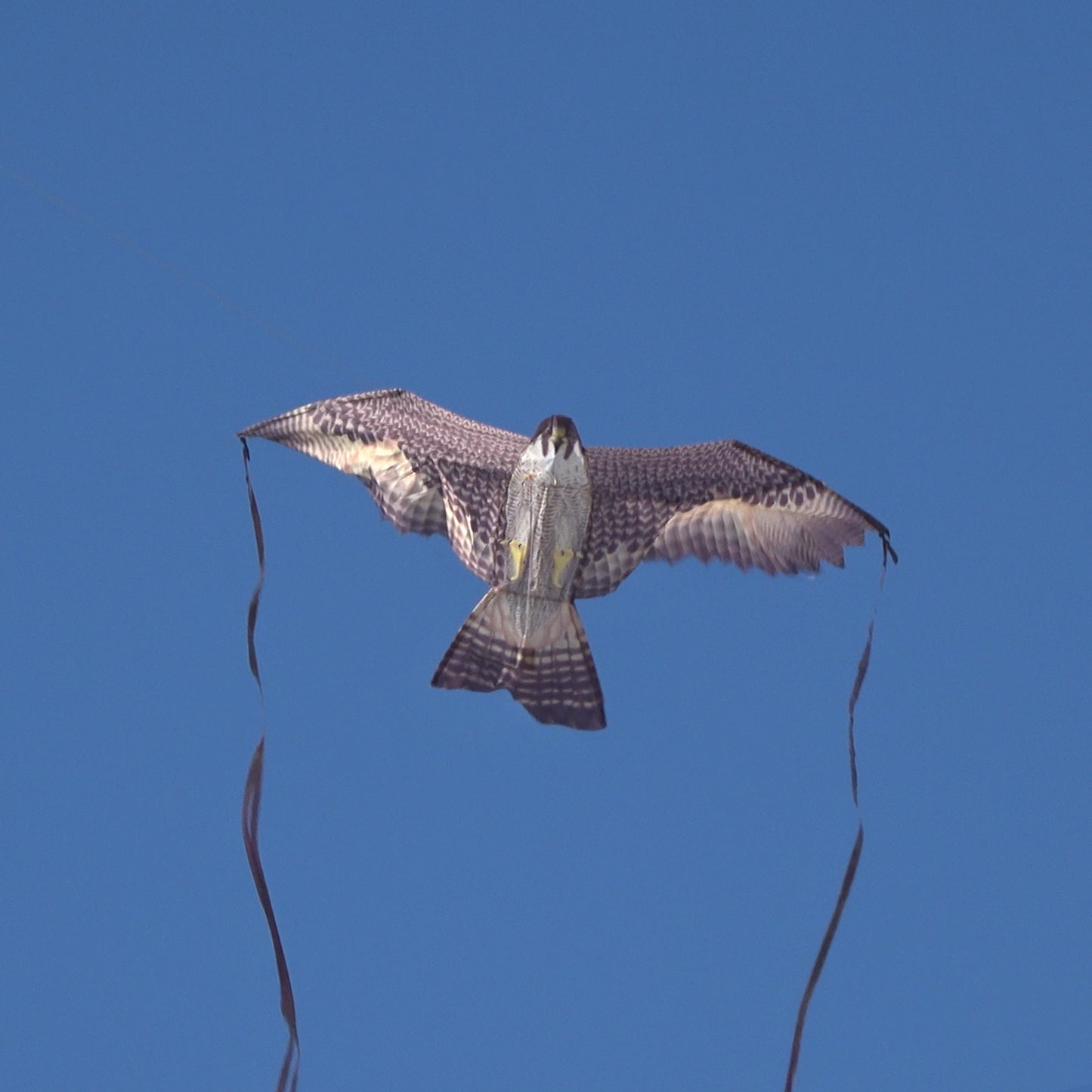 A photo of the X Kites Birds of Prey Falcon Nylon Bird Kite flying from the front