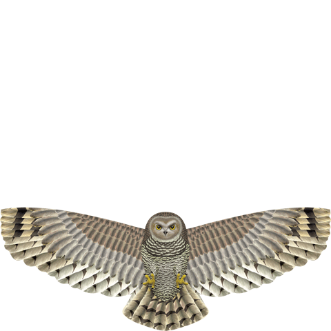 X Kites Birds of Prey Owl Nylon Bird Kite Product Image
